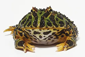 Ornate Horned Toad (Ceratophrys ornata), green with black markings and small eyes protruding from top of its head, front view Ornate Horned Toad (Ceratophrys ornata), green with black markings and small eyes protruding from top of its head, front view