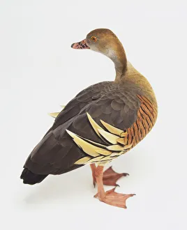 Plumed Whistling Duck (Dendrocygna eytoni) twisting its neck backwards, side view Plumed Whistling Duck (Dendrocygna eytoni) twisting its neck backwards, side view