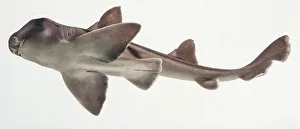 Port Jackson Shark (Heterodontus portusjacksoni) seen from below in water Port Jackson Shark (Heterodontus portusjacksoni) seen from below in water