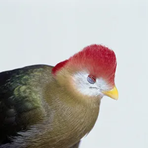 Red-crested Turaco (Tauraco erythrolophusshowing) showing vivid red crest on head Red-crested Turaco (Tauraco erythrolophusshowing) showing vivid red crest on head