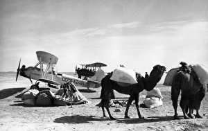 Saxaul seeds delivered by camel caravan to the airport to be loaded onto an aeroflot Saxaul seeds delivered by camel caravan to the airport to be loaded onto an aeroflot