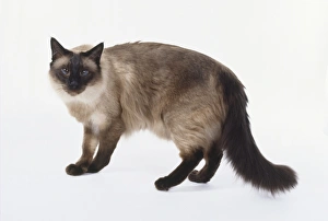 Seal Point Balinese cat with seal brown points and pale fawn coloured back, standing Seal Point Balinese cat with seal brown points and pale fawn coloured back, standing