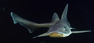 Starry Smooth-hound (Mustelus asterias) swimming with its pectoral fins extended sideways Starry Smooth-hound (Mustelus asterias) swimming with its pectoral fins extended sideways