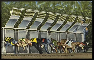 Start of a Greyhound Dog Race. ca. 1949, Saint Petersburg, Florida, USA, Release of starting gate sends group of greyhound stars away to a perfect start in one of the feature races at 'Derby Lane,' home of historic St. Petersburg Kennel Club. Recognized as the world's oldest greyhound track, it is one of the major sports attractions in the Sunshine City Start of a Greyhound Dog Race. ca. 1949, Saint Petersburg, Florida, USA, Release of starting gate sends group of greyhound stars away to a perfect start in one of the feature races at 'Derby Lane,' home of historic St. Petersburg Kennel Club. Recognized as the world's oldest greyhound track, it is one of the major sports attractions in the Sunshine City
