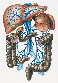 Stomach, Spleen, Liver and Intestines and Venous Drainage into Portal Vein Stomach, Spleen, Liver and Intestines and Venous Drainage into Portal Vein