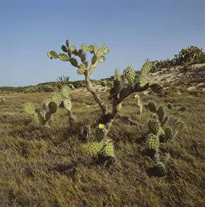 Venezuela, Falcon, Medanos de Coro National Park, vegetation of xerophiles Venezuela, Falcon, Medanos de Coro National Park, vegetation of xerophiles