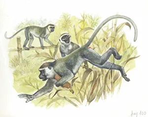 Vervet or Green Monkeys Chlorocebus aethiops stealing corn, illustration Vervet or Green Monkeys Chlorocebus aethiops stealing corn, illustration
