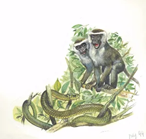 Vervet or Green Monkeys Chlorocebus aethiops giving alarm calls to signal the presence of Vervet or Green Monkeys Chlorocebus aethiops giving alarm calls to signal the presence of