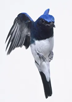 Front side view of a Blue-and-White Flycatcher in flight preparing to land on a thin Front side view of a Blue-and-White Flycatcher in flight preparing to land on a thin