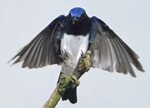 Front view of a Blue-and-White Flycatcher preparing to land on a thin branch with its Front view of a Blue-and-White Flycatcher preparing to land on a thin branch with its