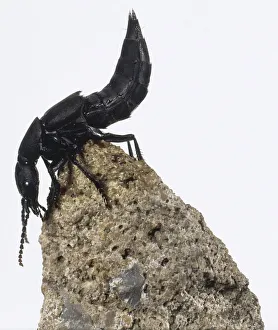 Side view of Devil's Coach Horse Beetle, Staphylinus olens, perched on top of stone Side view of Devil's Coach Horse Beetle, Staphylinus olens, perched on top of stone
