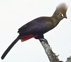 Side view of a Fischers Turaco leaning forwards while perching on a branch Side view of a Fischers Turaco leaning forwards while perching on a branch