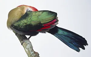 Side view of a Red-Crested Turaco, Tauraco erythrolophus, perching on a branch Side view of a Red-Crested Turaco, Tauraco erythrolophus, perching on a branch