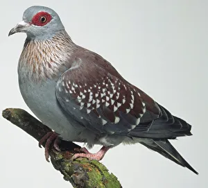 Side view of a Speckled Pigeon, perching on a branch, with head in profile showing the Side view of a Speckled Pigeon, perching on a branch, with head in profile showing the