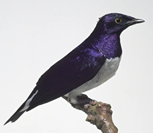 Side view of a Violet-Backed Starling, perching on a branch, with its head in profile Side view of a Violet-Backed Starling, perching on a branch, with its head in profile