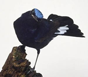 Side view of a White-Tailed Robin perching on a decaying tree stump. The bird is leaning forwards, the head is in profile and the tail is slightly fanned as an alarm signal Side view of a White-Tailed Robin perching on a decaying tree stump. The bird is leaning forwards, the head is in profile and the tail is slightly fanned as an alarm signal