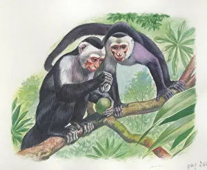 White-headed capuchins Cebus capucinus opening fruit with stone, illustration White-headed capuchins Cebus capucinus opening fruit with stone, illustration
