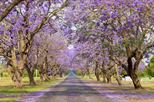 Beautiful Purple jacaranda Tree lined street Beautiful Purple jacaranda Tree lined street