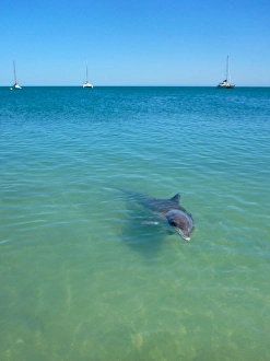 Dolphin at Monkey Mia Resort Dolphin at Monkey Mia Resort