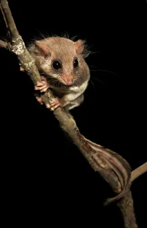 Feathertail glider Feathertail glider