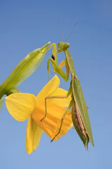 Female New Zealand Mantis on daffodil flower Female New Zealand Mantis on daffodil flower