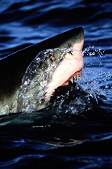 Great White Shark- Jaws Open Great White Shark- Jaws Open