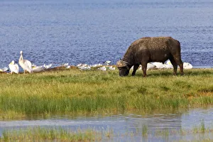 African Buffalo -Syncerus caffer- and White Pelicans -Pelecanus onocrotalus-, Lake Nakuru National Park, Kenya, East Africa, Africa, PublicGround African Buffalo -Syncerus caffer- and White Pelicans -Pelecanus onocrotalus-, Lake Nakuru National Park, Kenya, East Africa, Africa, PublicGround