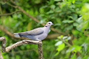 African Collared Dove -Streptopelia roseogrisea-, adult on tree, native to North Africa African Collared Dove -Streptopelia roseogrisea-, adult on tree, native to North Africa