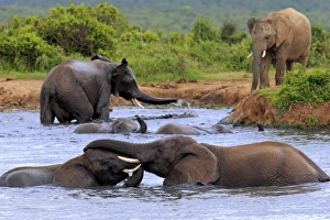 African elephant -Loxodonta africana- elephants bathing in the water, social behavior African elephant -Loxodonta africana- elephants bathing in the water, social behavior