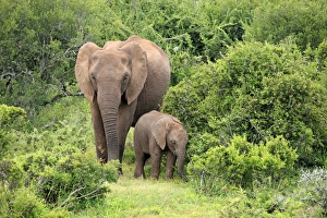 African elephant -Loxodonta africana- mother with young, Addo Elephant National Park African elephant -Loxodonta africana- mother with young, Addo Elephant National Park