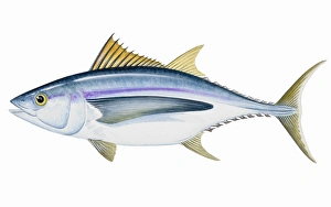 Pacific Albacore Pacific Albacore