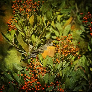 American Robin and Berries American Robin and Berries