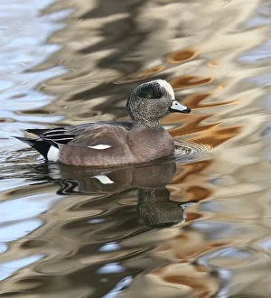 American Wigeon male (Mareca americana) in waters, Bosque del Apache National Wildlife American Wigeon male (Mareca americana) in waters, Bosque del Apache National Wildlife