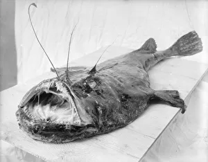 Anglerfish Anglerfish