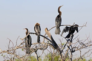 Anhingas, Anhinga anhinga, roosting. Everglades National Park, Florida, USA. UNESCO World Heritage Site (Biosphere Reserve) Anhingas, Anhinga anhinga, roosting. Everglades National Park, Florida, USA. UNESCO World Heritage Site (Biosphere Reserve)