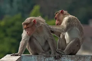 <b class=qtipBold><figcaption>Animal Behavior</figcaption></b><br>A pair of monkey sitting on top of a wall . Their body language showing the love and intimacy of each other. Near a farm house in a forest area, Nilgiris, India.<br><em>© Dethan Punalur</em> Animal Behavior