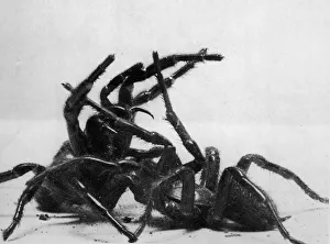 Arachnid Attack Arachnid Attack