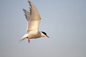 Arctic Tern -Sterna paradisaea-, adult bird in flight, Eidersperrwerk, North Frisia Arctic Tern -Sterna paradisaea-, adult bird in flight, Eidersperrwerk, North Frisia