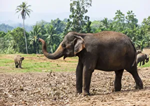 Asian elephants -Elephas maximus- feeding in the Pinnawela Elephants Orphanage, Pinnawela Asian elephants -Elephas maximus- feeding in the Pinnawela Elephants Orphanage, Pinnawela