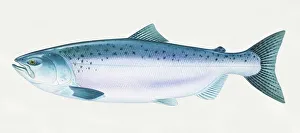 Atlantic Salmon (Oncorhynchus tshawytscha), side view Atlantic Salmon (Oncorhynchus tshawytscha), side view