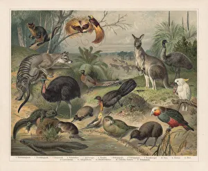 Australian wildlife, lithograph, published in 1897 Australian wildlife, lithograph, published in 1897
