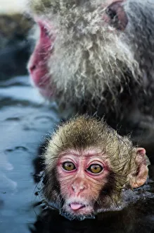 Baby 'Snow Monkey' Sticking Out Tongue Baby 'Snow Monkey' Sticking Out Tongue