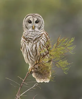 Barred Owl on Perch in Everglades Barred Owl on Perch in Everglades