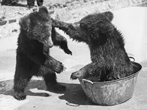 Bear Baiting Bear Baiting