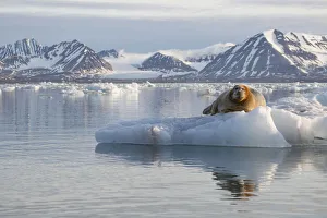 Bearded seal (Erignathus barbatus) resting on sea ice, Svalbard, Norway Bearded seal (Erignathus barbatus) resting on sea ice, Svalbard, Norway