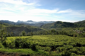 <b class=qtipBold><figcaption>The beauty of Nilgiris countryside</figcaption></b><br>Tea gardens with the backdrop of hills in the Western Ghats, as seen near Kotagiri Town in south-western India's Nilgiris District, Tamil Nadu state. The beauty of Nilgiris countryside