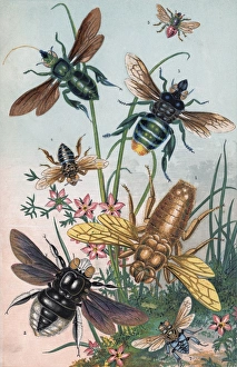 Bees And Their Counterfeits Bees And Their Counterfeits