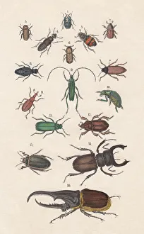 Beetles, hand-colored lithograph, published in 1880 Beetles, hand-colored lithograph, published in 1880