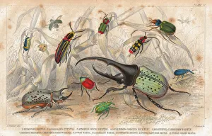 Beetles old litho print from 1852 Beetles old litho print from 1852