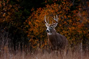 Big Buck in fall - White tailed deer Big Buck in fall - White tailed deer